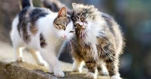 Should domestic cats be allowed outside without supervision?