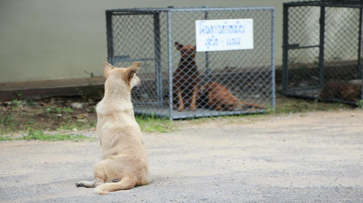 Should animal shelters be obligated to provide complete transparency about what happens to all the animals they house?