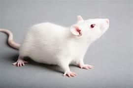 Should rodent birth control contraceptives replace traditional lethal rodent traps?