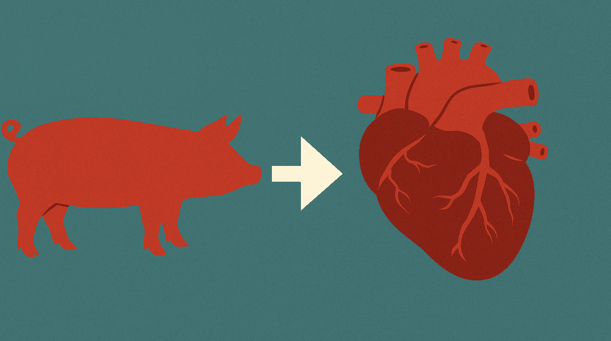Should xenotransplantation (animal‑to‑human organ transplants) be widely adopted?