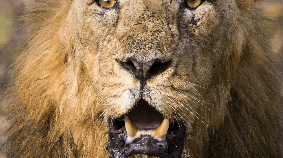 Can Wildlife Conservation and Human Develoment Coexist Effectively?