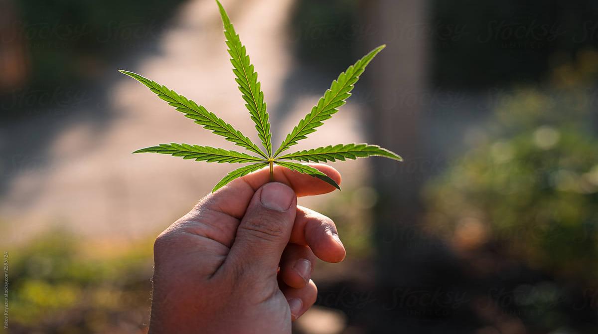 Should weed be legalized all over the world?