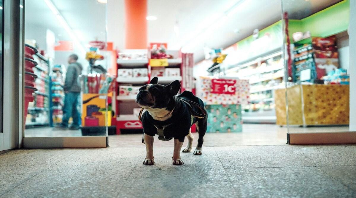Should pet stores be allowed to sell live animals?