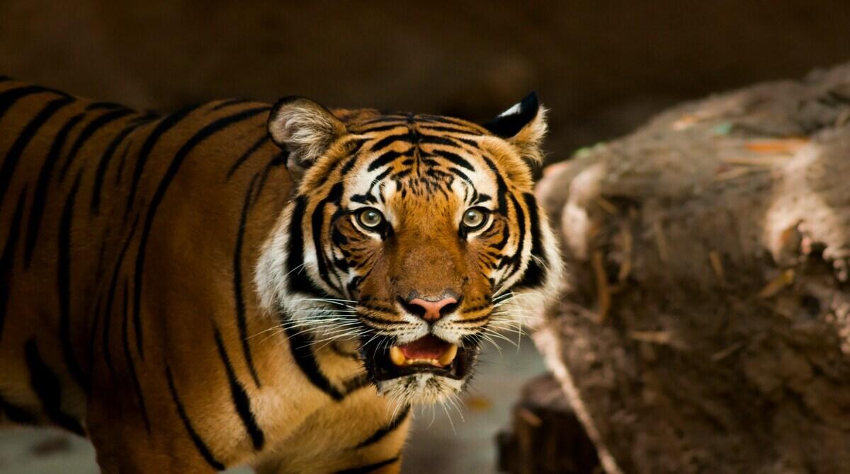 Should Humans Have the Right to Own Exotic Animals?