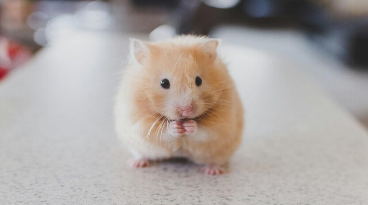 Do the ethical concerns of animal testing outweigh its scientific benefits?