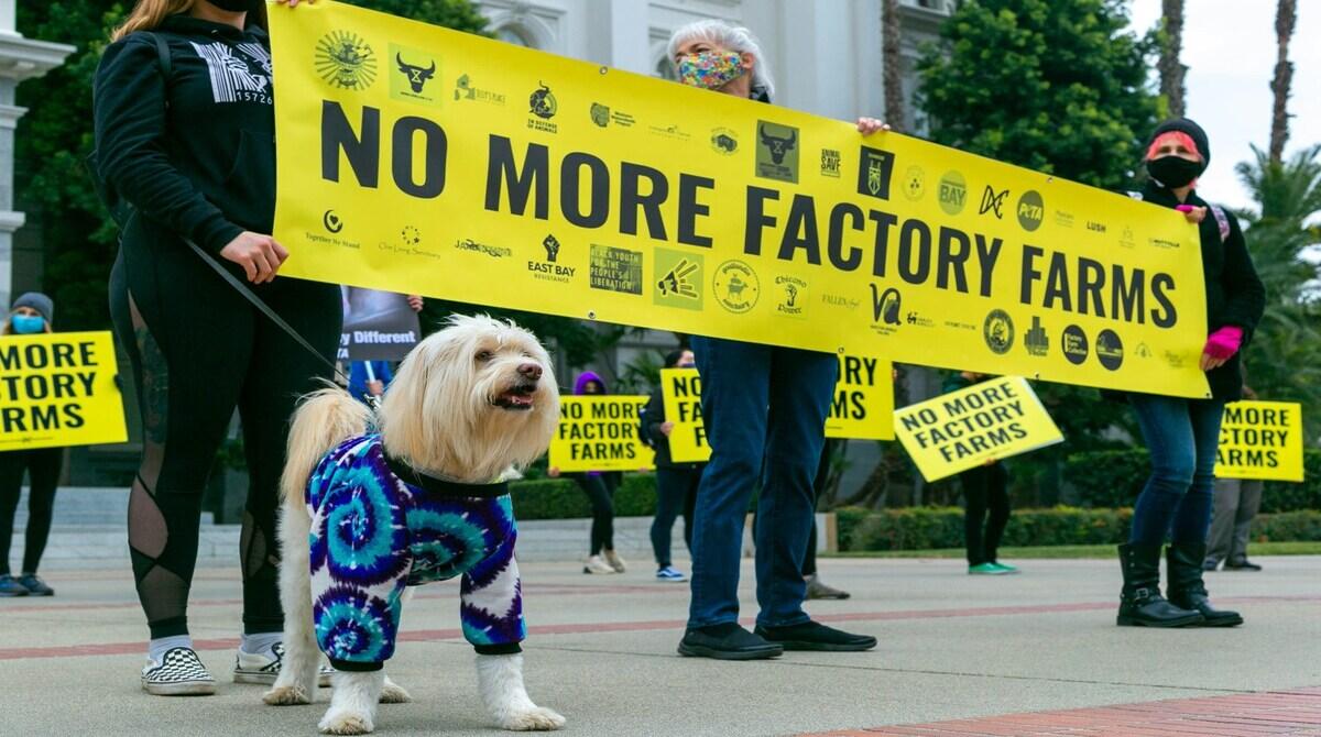Should animals be granted legal rights similar to humans to protect them from abuse and exploitation?