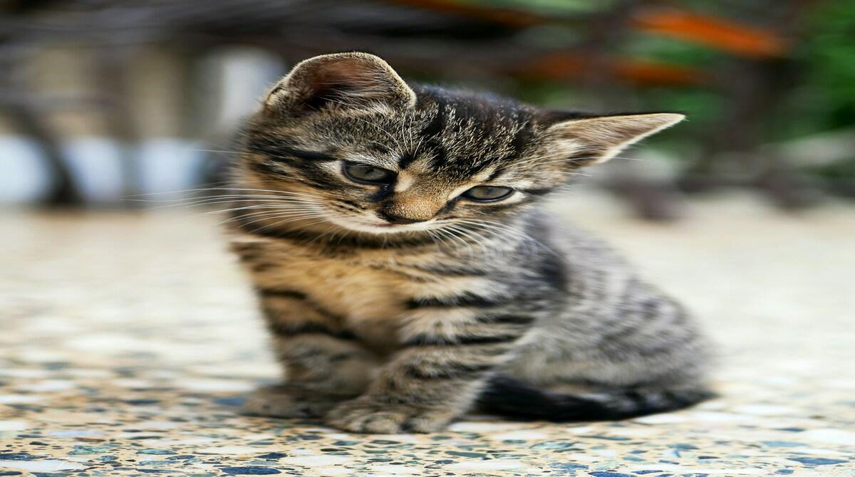  Should Animals Be Used in Research?