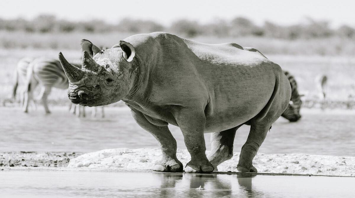 Should Scientists Use Biotechnology to Bring Back Extinct Species?