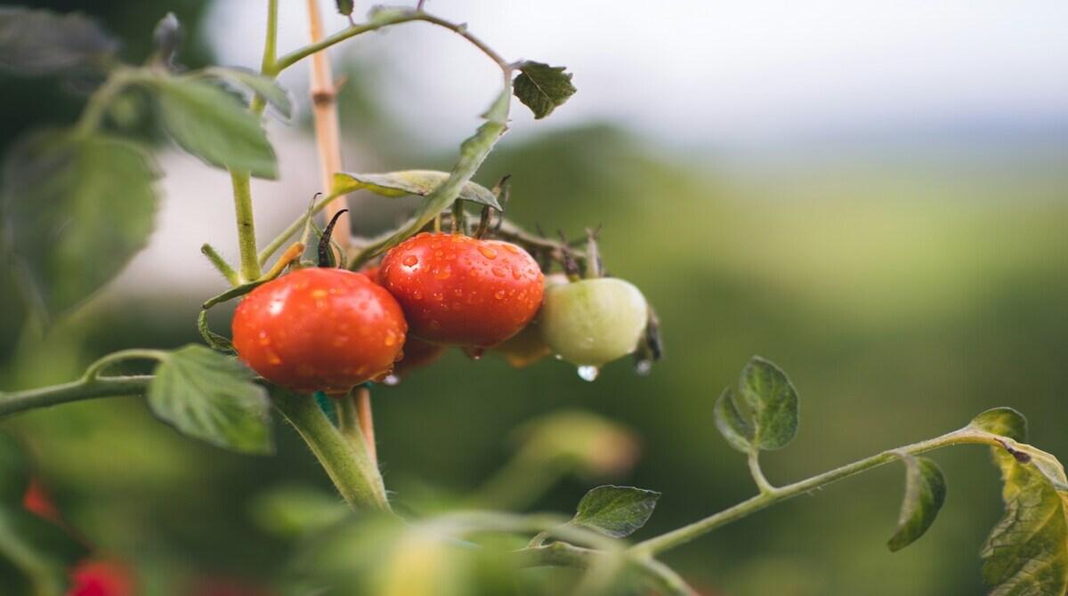Is Organic Food Worth the Extra Cost?