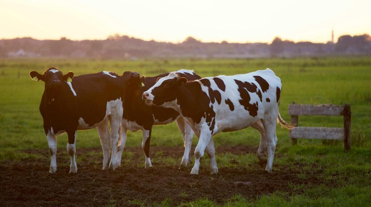 Should governments impose stricter regulations on factory farming practices to ensure better animal welfare?