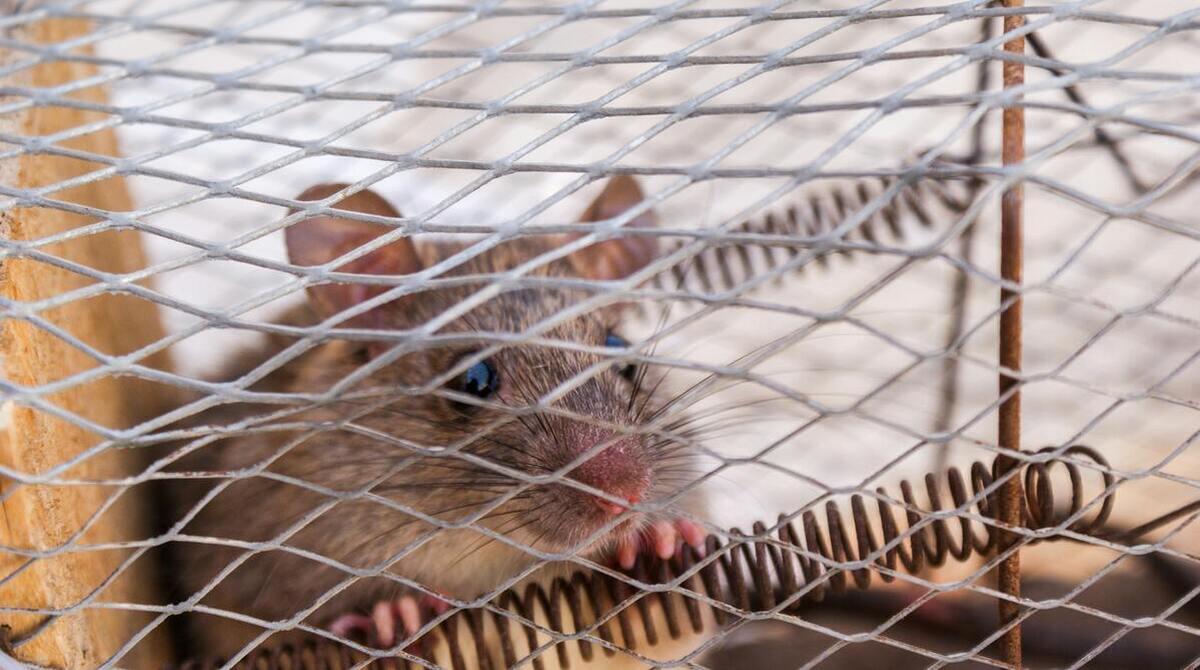 Should Glue Traps be Banned?
