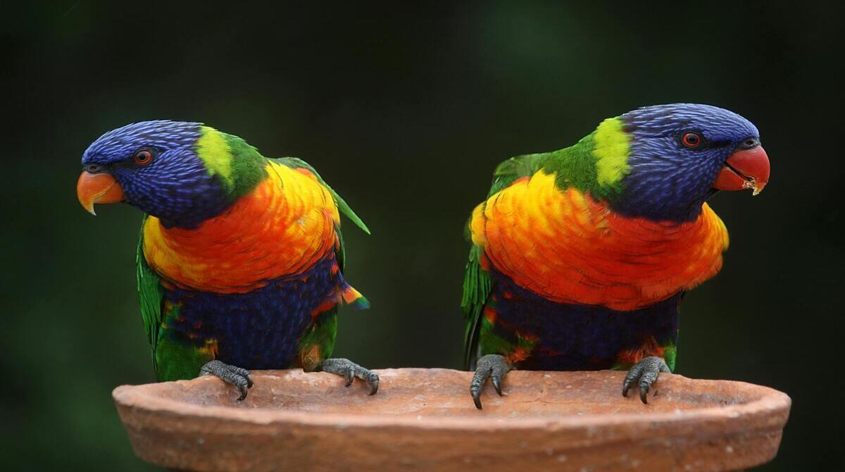 Would the world be better if animals could talk?