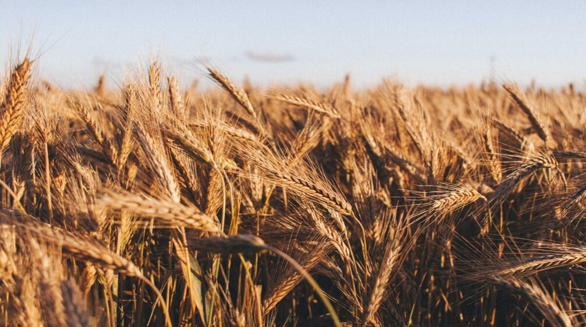 Should Genetic Modification of Crops Be Banned?